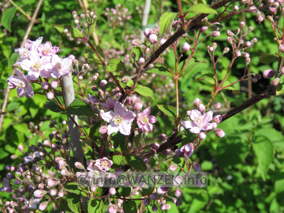 Deutzia elegantissima Rosalind 02a.JPG